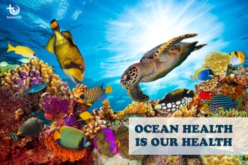 Acidification, Plastic Pollution and Death are Our Gifts to Marine Life